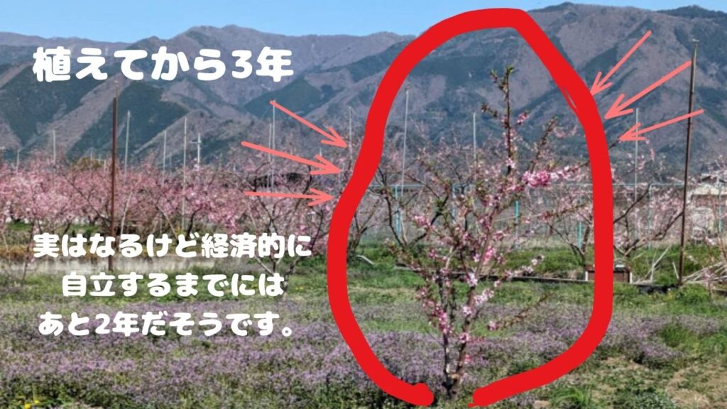 あきべじくんが生産者に聞いてみた! 桃栗3年柿8年・・桃3年って本当? ~桃の木の成長過程~|ご来店のお客様に発見や感動を|AKINAI-VEGE
